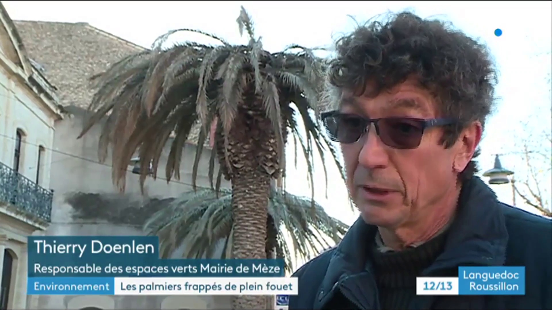 Les palmiers victimes du charançon rouge