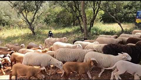 Transhumance 2023